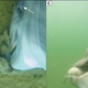 Two shots of the dolphins hunting fish.